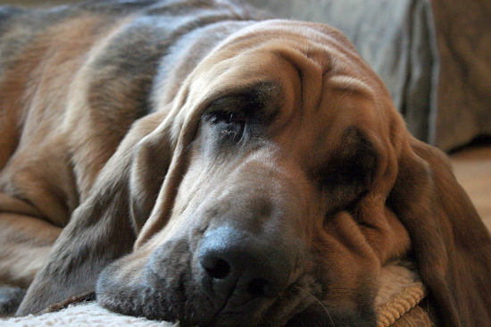 A bloodhound not worrying about its extraordinary olfactory capacity. Pic from Wiki Commons