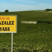 Gonzalez Byass Vineyards