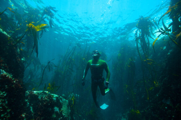 Talisker x Parley diving the kelp forest